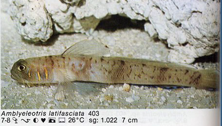 Amblyeleotris latifasciata